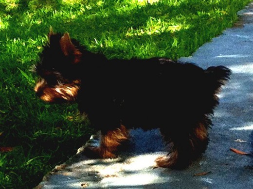 Phoebe Phoebe